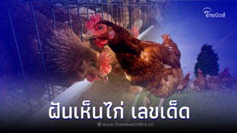 ลางบอกเหตุ ฝันเห็นไก่ ฝันเห็นไก่ไข่ มีโชคจริงไหม