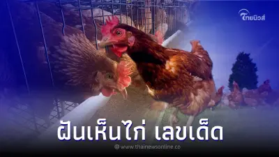 ลางบอกเหตุ ฝันเห็นไก่ ฝันเห็นไก่ไข่ มีโชคจริงไหม ลางบอกเหตุ ฝันเห็นไก่ ฝันเห็นไก่ไข่ มีโชคจริงไหม