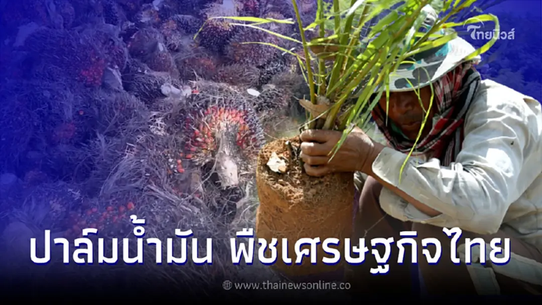 แนะนำ สายพันธุ์ปาล์มน้ำมัน พืชเศรษฐกิจไทย ส่งออกสู่ตลาดโลก