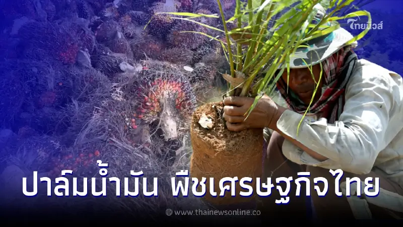 แนะนำ สายพันธุ์ปาล์มน้ำมัน พืชเศรษฐกิจไทย ส่งออกสู่ตลาดโลก แนะนำ สายพันธุ์ปาล์มน้ำมัน พืชเศรษฐกิจไทย ส่งออกสู่ตลาดโลก