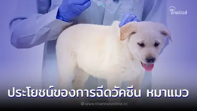 ประโยชน์ของการฉีดวัคซีนให้กับ น้องหมาน้องแมว ที่เราไม่ควรมองข้าม
