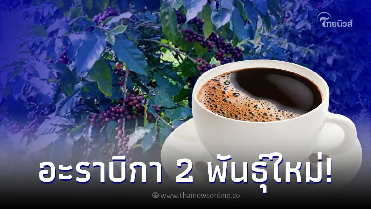 กาแฟอะราบิกา 2 พันธุ์ใหม่ ให้ผลผลิตสูงมากประโยชน์ หอมสมุนไพรและคาราเมล กาแฟอะราบิกา 2 พันธุ์ใหม่ ให้ผลผลิตสูงมากประโยชน์ หอมสมุนไพรและคาราเมล