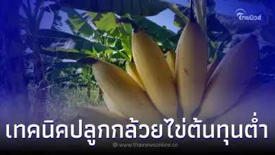 กล้วยไข่ พืชเศรษฐกิจ ต้นทุนต่ำปลูกง่ายรายได้ดี