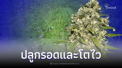 มือใหม่ควรรู้ เคล็ดลับการปลูกกัญชา ให้รอดและโตไว