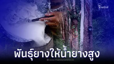 รู้จัก "พันธุ์ยางพารา" ให้ผลผลิตน้ำยางสูง ที่สถาบันวิจัยยางแนะนำ