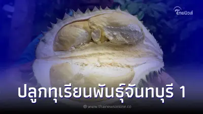 ปลูกทุเรียนพันธุ์จันทบุรี 1 อายุเก็บสั้น รสหวานมัน เมล็ดลีบ เนื้อเหลืองสวย