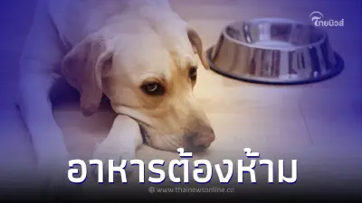 อาหารต้องห้าม ที่เป็นผลเสียต่อหมาแมว อาหารต้องห้าม ที่เป็นผลเสียต่อหมาแมว