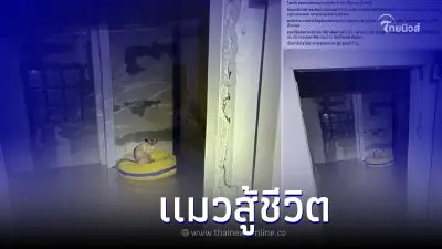 แมวร้านดำน้ำ เกาะบุยรอคอยการช่วยเหลือ หลังน้ำท่วมเข้าร้านวันนี้ แมวร้านดำน้ำ เกาะบุยรอคอยการช่วยเหลือ หลังน้ำท่วมเข้าร้านวันนี้