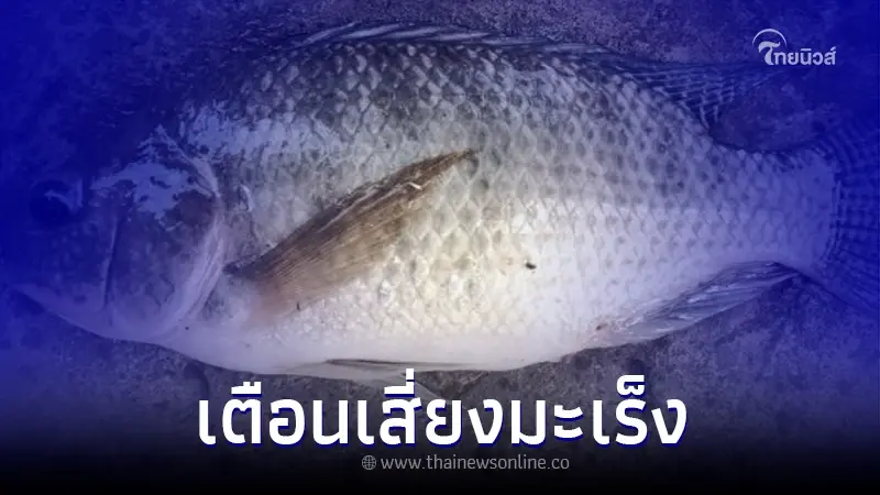 สถาบันมะเร็งฯ เตือน "กินปลานิลดิบ" เสี่ยงเป็นมะเร็งท่อน้ำดี สถาบันมะเร็งฯ เตือน "กินปลานิลดิบ" เสี่ยงเป็นมะเร็งท่อน้ำดี