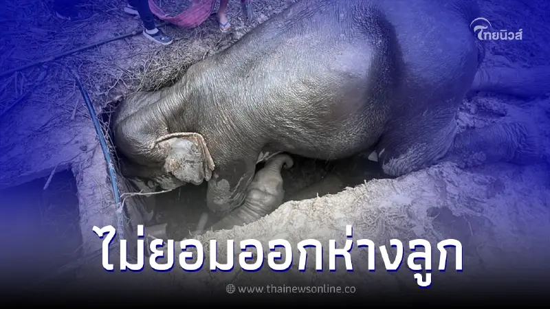 นาทีชีวิต "หมอโบว์" วางแผนนำทีมเข้าช่วย แม่-ลูกช้างป่า พร้อมเจออุปสรรคใหญ่ นาทีชีวิต "หมอโบว์" วางแผนนำทีมเข้าช่วย แม่-ลูกช้างป่า พร้อมเจออุปสรรคใหญ่