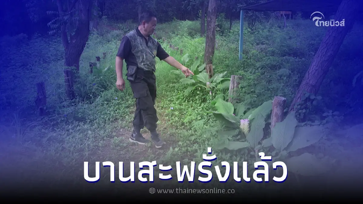 มนต์เสน่ห์ทับคล้อ "ทุ่งดอกกระเจียวยักษ์" บานรอต้อนรับนักท่องเที่ยวแล้ว มนต์เสน่ห์ทับคล้อ "ทุ่งดอกกระเจียวยักษ์" บานรอต้อนรับนักท่องเที่ยวแล้ว