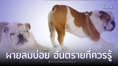 สัญญาณอันตรายที่ควรรู้ หมาแมว "ผายลม" บ่อยมีผลเสียหรือไม่? สัญญาณอันตรายที่ควรรู้ หมาแมว "ผายลม" บ่อยมีผลเสียหรือไม่?