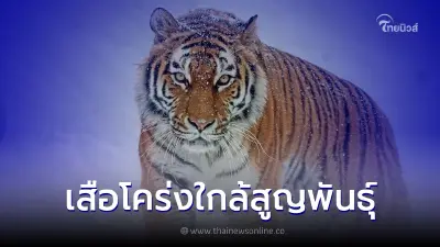 29 กรกฎาคม วันอนุรักษ์เสือโคร่งแห่งชาติ (International Tiger Day) 29 กรกฎาคม วันอนุรักษ์เสือโคร่งแห่งชาติ (International Tiger Day)
