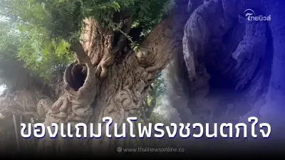 หนุ่มโพสต์คลิป ต้นมะขาม ต้นละ 5 ล้าน พอส่องดูในโพรงมีของแถมมาด้วย
