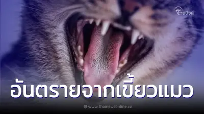 ทาสแมวควรระวัง แผลที่ถูกแมวกัดอันตรายกว่า แผลที่ถูกหมากัด ถึงสองเท่า