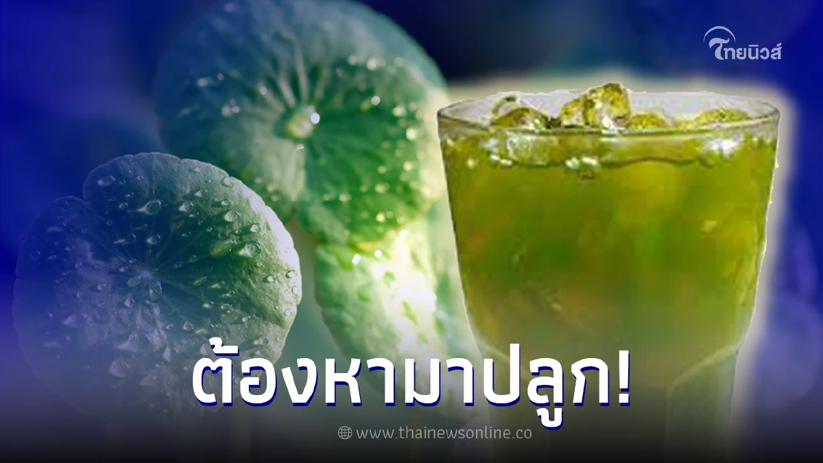 เผยประโยชน์​ สรรพคุณและวิธีการปลูก”ใบบัวบก”หลังราคาพุ่ง