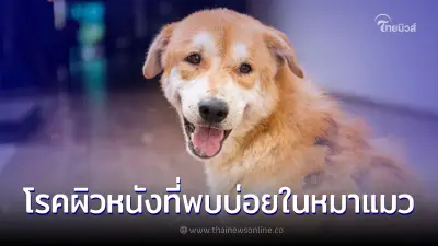 ทาสหมาทาสแมวควรรู้ โรคผิวหนังที่พบบ่อยในหมาแมว เกิดจากอะไร