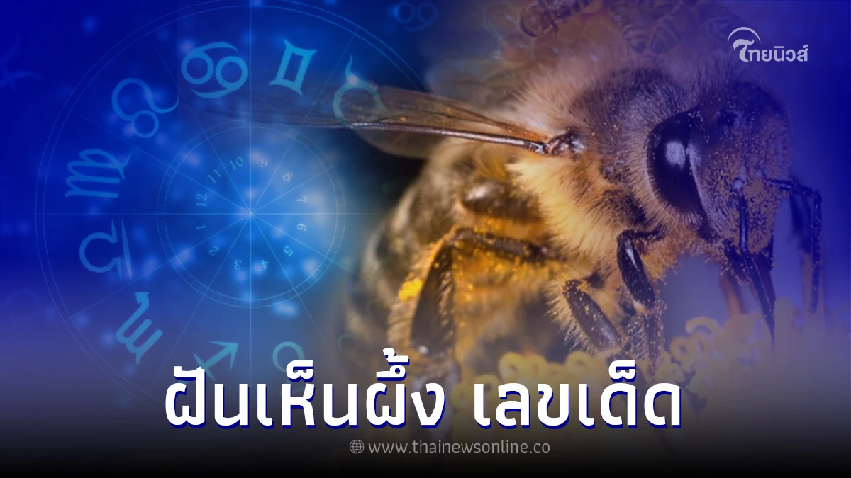 .ฝันเห็นผึ้ง ฝันว่าเห็นผึ้ง จะมีโชคใหญ่จริงหรือไม่ พร้อมเลขเด็ด.