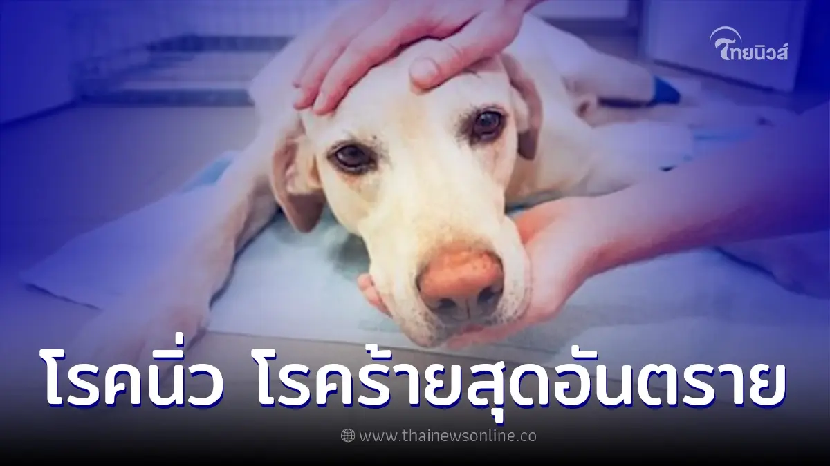 โรคนิ่ว โรคร้ายสุดอันตรายที่คนรักสัตว์ไม่ควรมองข้าม โรคนิ่ว โรคร้ายสุดอันตรายที่คนรักสัตว์ไม่ควรมองข้าม