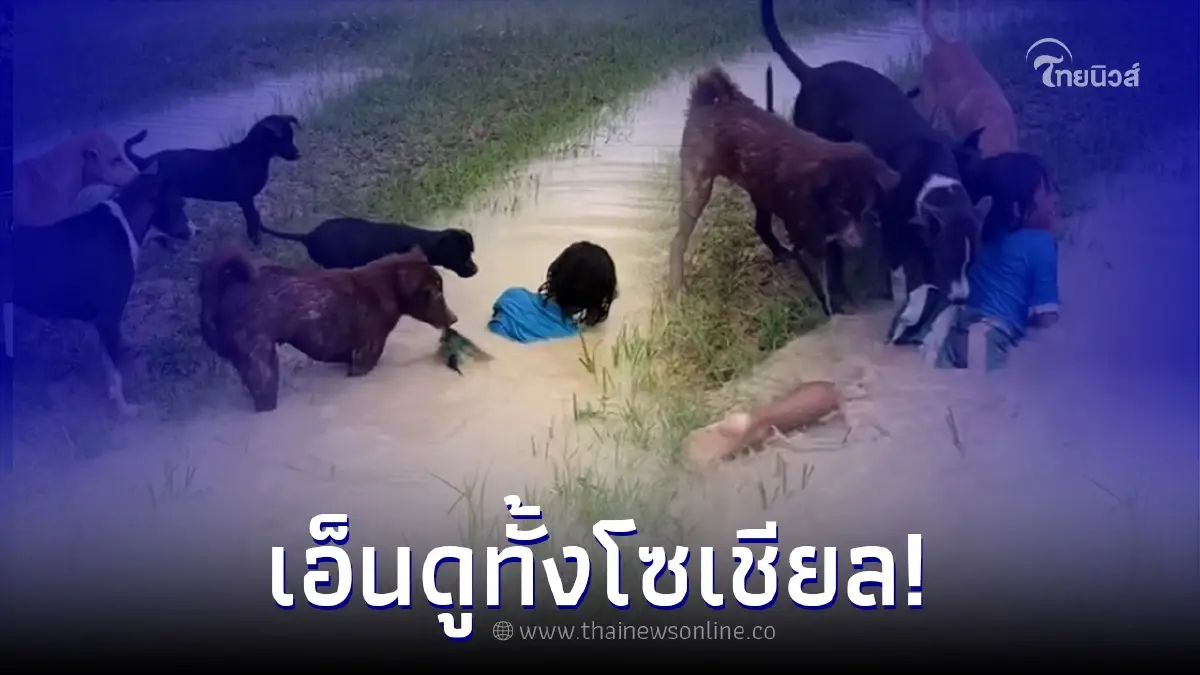 ชาวเน็ตเอ็นดู เหล่าสุนัขเฝ้าสวน คอยดึงเด็กน้อยขึ้นจากน้ำไม่หยุด ชาวเน็ตเอ็นดู เหล่าสุนัขเฝ้าสวน คอยดึงเด็กน้อยขึ้นจากน้ำไม่หยุด
