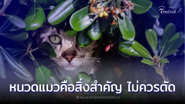 ทาสแมวควรรู้หนวดแมวคือสิ่งสำคัญ อย่าตัด ทาสแมวควรรู้หนวดแมวคือสิ่งสำคัญ อย่าตัด