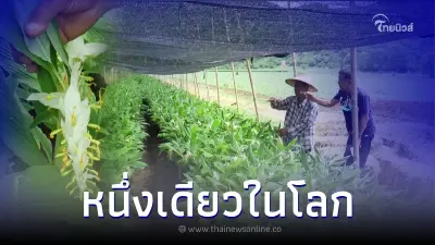 ชาวบ้านปลูกดอก "หงส์เหิน" สร้างรายได้ ช่วงประเพณีตักบาตรดอกเข้าพรรษา