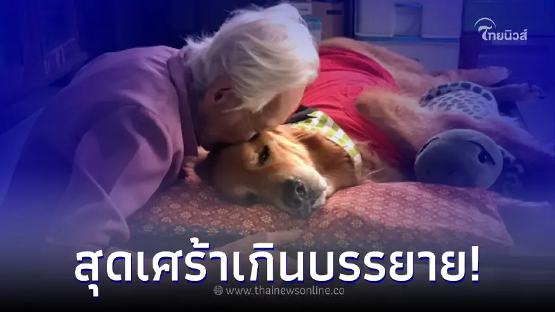 "ลีโอ ไอ้หนูของยาย" สุนัขโกลเด้นแสนรู้ ล่าสุดตายอย่างสงบแล้ว "ลีโอ ไอ้หนูของยาย" สุนัขโกลเด้นแสนรู้ ล่าสุดตายอย่างสงบแล้ว