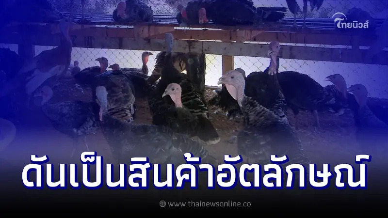 กรมปศุสัตว์ดัน “ไก่งวงคำเกิ้ม” เป็นสินค้าอัตลักษณ์พื้นถิ่นนครพนม กรมปศุสัตว์ดัน “ไก่งวงคำเกิ้ม” เป็นสินค้าอัตลักษณ์พื้นถิ่นนครพนม