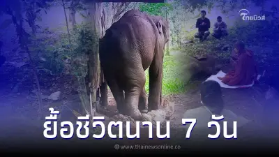 สุดยื้อ ช้างป่าเขตรักษาพันธุ์สัตว์ป่าสลักพระ ล้มแล้ว