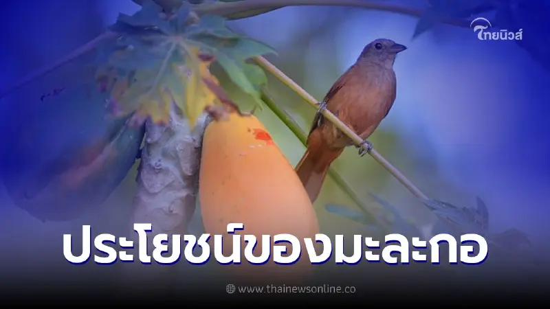 ประโยชน์ของมะละกอ ผลไม้ที่มีสรรพคุณเด่น เป็นอาหารได้ทั้งคาว-หวาน ประโยชน์ของมะละกอ ผลไม้ที่มีสรรพคุณเด่น เป็นอาหารได้ทั้งคาว-หวาน