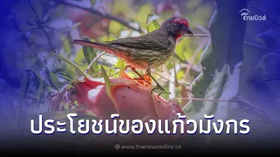 ประโยชน์ของแก้วมังกร ผลไม้ขวัญใจของสายสุขภาพลดน้ำหนัก-ลดเสี่ยงมะเร็ง