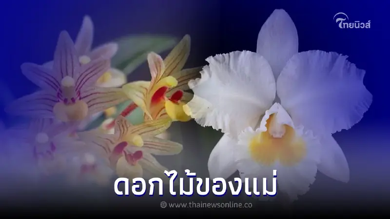 ความหมาย ดอกไม้ประจำวันเกิด สมเด็จพระพันปีหลวง ความหมาย ดอกไม้ประจำวันเกิด สมเด็จพระพันปีหลวง