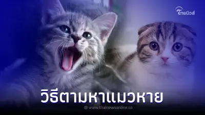 วิธีตามหาแมว แมวหาย หาแมวไม่เจอ ทำยังไงดี