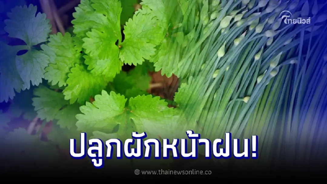 ปลูกผัก 5 ชนิด หน้าฝน สร้างรายได้เป็นกอบเป็นกำ