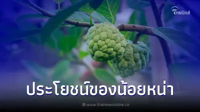 ประโยชน์ของน้อยหน่า ผลไม้ที่ดีต่อสุขภาพประโยชน์มากล้น