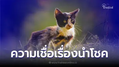 แมวสามสีกับความเชื่อที่นำสิ่งดีสู่เจ้าของ แมวสามสีกับความเชื่อที่นำสิ่งดีสู่เจ้าของ