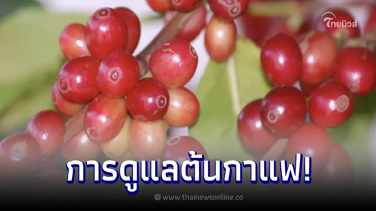 การปลูกและการดูแลรักษา ต้นกาแฟ ในร่มและกลางแจ้ง การปลูกและการดูแลรักษา ต้นกาแฟ ในร่มและกลางแจ้ง