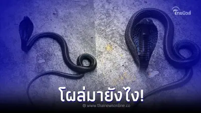 สัตว์หายาก "งูเห่าดำพ่นพิษ" โผล่กลางกรุง
