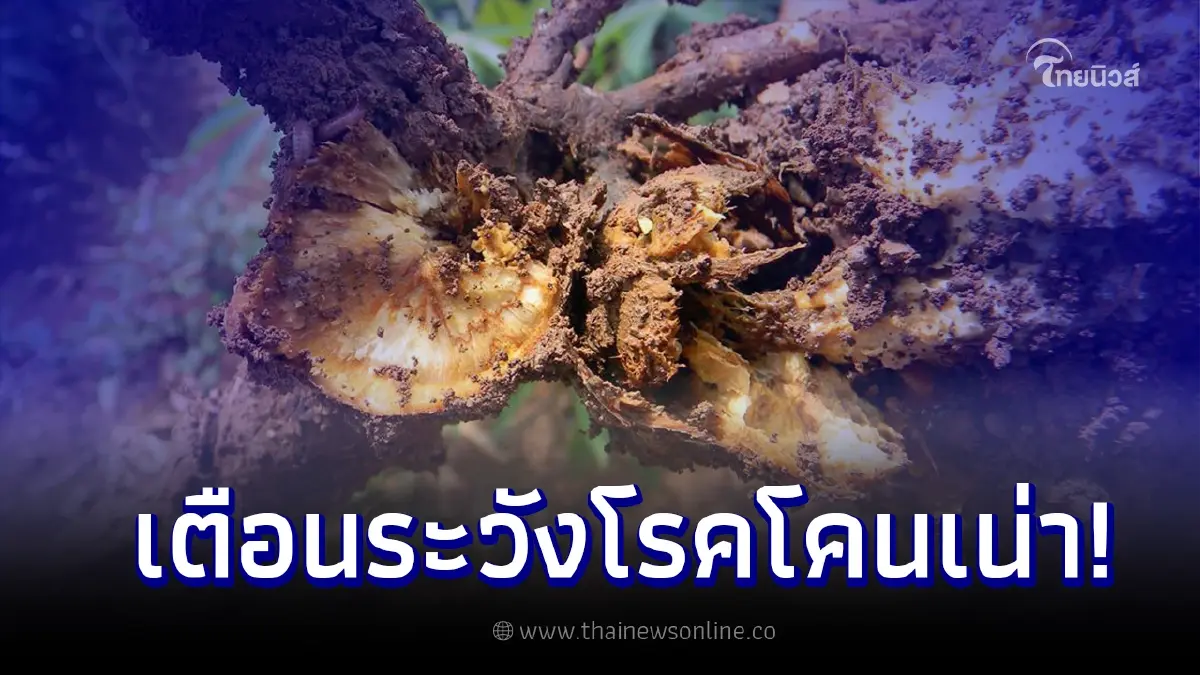 กรมวิชาการเกษตร เตือนระวังโรคโคนเน่า หัวเน่า ในมันสำปะหลัง กรมวิชาการเกษตร เตือนระวังโรคโคนเน่า หัวเน่า ในมันสำปะหลัง