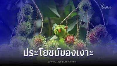 ประโยชน์ของเงาะ ผลไม้รสหวานอมเปรี้ยวที่มีประโยชน์และสรรพคุณมากมาย