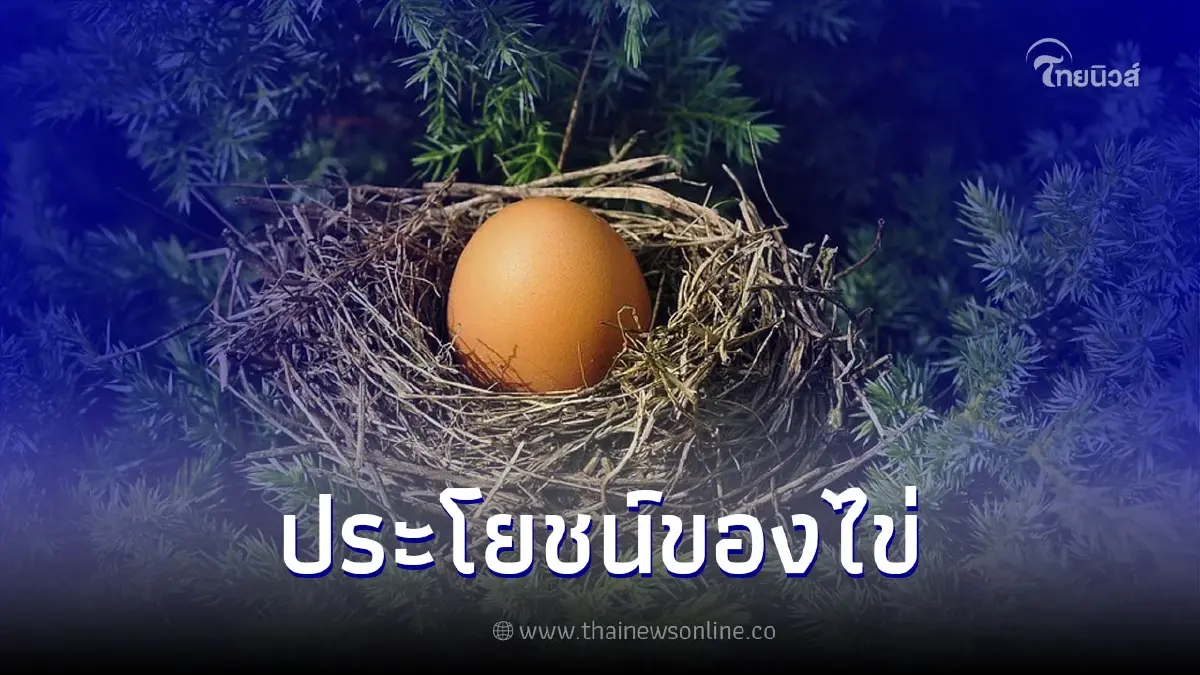 ประโยชน์ของไข่ ที่ดีต่อสุขภาพและประโยชน์ที่จะได้รับ ประโยชน์ของไข่ ที่ดีต่อสุขภาพและประโยชน์ที่จะได้รับ
