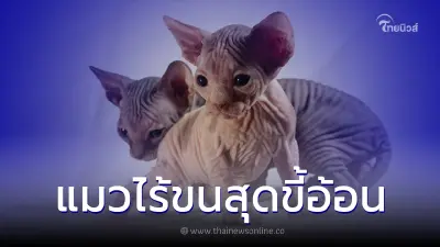 สฟิงซ์แมวไร้ขนที่ขึ้นชื่อเรื่องขี้อ้อนที่สุดในโลก