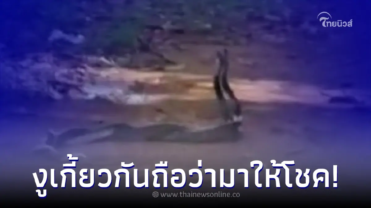 เลขเด็ด16/8/65 งู 2 ตัวเกี้ยวกันต่อหน้าต่อตา เจ้าของบ้านเชื่อมาให้โชค