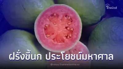 ผลไม้ดาวเด่น”ฝรั่งขี้นก” ประโยชน์มหาศาล อนาคตไกล