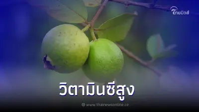 ฝรั่ง ผลไม้ที่มีประโยชน์ต่อสุขภาพและเป็นผลไม้ที่มีวิตามินซีสูง