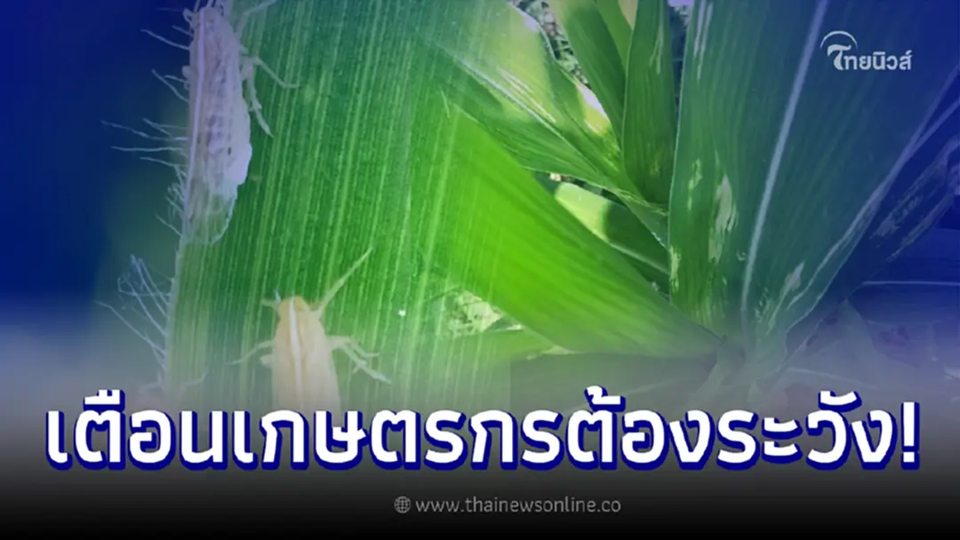 เตือน ปลูกข้าวโพดหลังนา ระวังเพลี้ยกระโดดท้องขาว