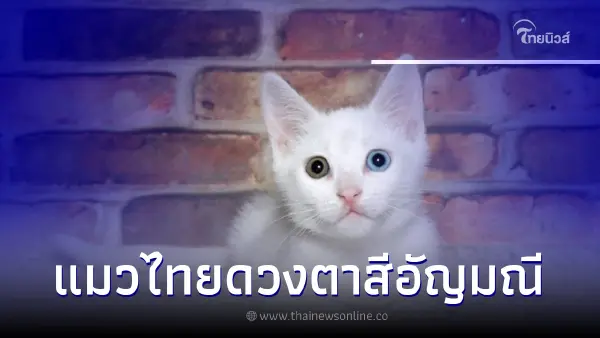 แมวขาวมณี แมวไทยดวงตาสีอัญมณีที่ดังไกลไปทั่วโลก