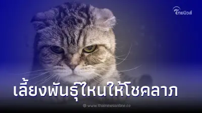 วันแมวสากล เลี้ยงพันธุ์ไหนให้โชคลาภมาดูกันเลย!!