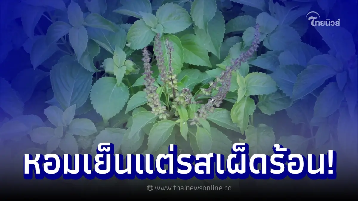 ยี่หร่า สมุนไพรกลิ่นหอมเย็นและรสเผ็ดร้อน ยี่หร่า สมุนไพรกลิ่นหอมเย็นและรสเผ็ดร้อน