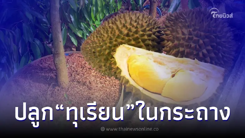 เทคนิคปลูกทุเรียน ในกระถาง โตไว ให้ผลผลิตเร็ว เทคนิคปลูกทุเรียน ในกระถาง โตไว ให้ผลผลิตเร็ว